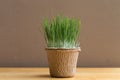 green organic wheatgrass in the recycled paper pot on wood table and brown wall Royalty Free Stock Photo