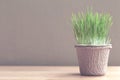 Green organic wheatgrass in the recycled paper pot on wood table Royalty Free Stock Photo