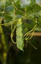 Green organic winged bean (Princess bean/Asparagus pea) in plant Royalty Free Stock Photo