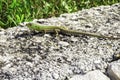 Green Oriental Garden Lizard, eastern garden lizard or changeable lizard on the rock against green background in natural garden in Royalty Free Stock Photo