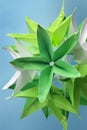 Green origami star shaped flowers