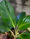 The green ornamental aglonema plant has benefits for greening the house and improving air quality