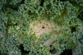 A green ornamental cabbage