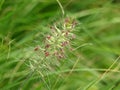 Ornamental Grass in Bloom in a Garden Royalty Free Stock Photo