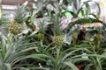 Ornamental mini pineapple plants in a plant store
