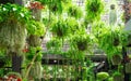 Green ornamental plant in hanging baskets. Plants in hanging pot decoration in charming garden. Care of hanging plant in baskets Royalty Free Stock Photo
