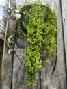 Green ornamental plants dangle beautifully on wooden walls