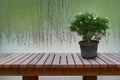 Green ornamental plants, flowering white in old flower pot on wooden table with background is water drops on glass.