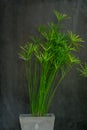 Green ornamental plants planted in gray pots with a gray cement Royalty Free Stock Photo