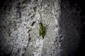 Green Orthoptera grasshopper on a concrete wall. Royalty Free Stock Photo