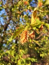 Green Ostrya carpinifolia