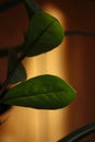 Green leaves on blurred wooden dark wooden background with space for text Royalty Free Stock Photo