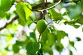 The green ovary of the fruit apricot. Fruit development, initial phase. Green apricot fruit