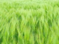 Green overflowed agriculture field Royalty Free Stock Photo