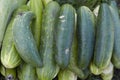 Green overripe cucumbers lie on the ground near the garden on the farm taken close-up