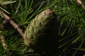 Green ovulate cones of larch tree in spring, beginning of June Royalty Free Stock Photo