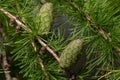 Green ovulate cones of larch tree in spring, beginning of June Royalty Free Stock Photo