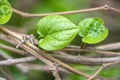 Green paan leaves