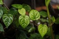 Green Paan leaves