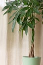 Green Pachira Aquatica Money Tree with a braided tree trunk on a Brown Interior Background