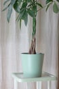 Vintage interior design with a Pachira Aquatica Money Tree with a braided tree trunk. House plant design on light Brown Royalty Free Stock Photo