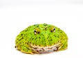 Green pacman frog isolated on white background