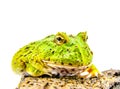 Green pacman frog isolated on white background