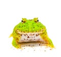 Green pacman frog isolated on white background