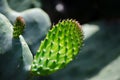 Green Paddle Cactus Opuntia hyptiacantha in a botanical garden.
