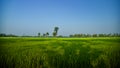 Green paddy crops field with blue sky in Kolkata India