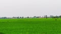 Green paddy crops pic in india.