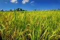 Green paddy field