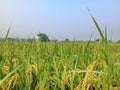 green paddy field of Bangladesh Bangladesh Agriculture rice Fields