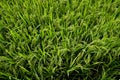 A green paddy field with rice grains about to ripe Royalty Free Stock Photo