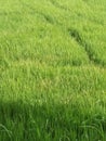Green paddy field rice Paddy spikes rice spikes 2