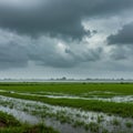 Green Paddy Field Under a Dark and Stormy Sky Royalty Free Stock Photo