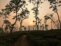 Sunset and tea garden looking very fantastic Royalty Free Stock Photo