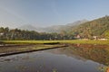 Green Paddy Fields, Portent of Good Harvest and Plant Management