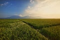 Green Paddy Fields, Portent of Good Harvest and Plant Management