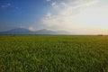 Green Paddy Fields, Portent of Good Harvest and Plant Management