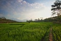 Green Paddy Fields, Portent of Good Harvest and Plant Management