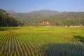 Green Paddy Fields, Portent of Good Harvest and Plant Management