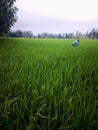 Green green Paddy fields and remove unwanted plant Royalty Free Stock Photo