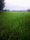 Green green Paddy fields and remove unwanted plant