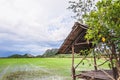 Green paddy filed with temporary bamboo kiosk and blue sky lands