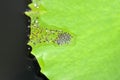 Green Paddy Frog Eggs Spawn