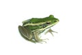 Green paddy frog ,Leaf frog, Common green frog,  Tree frog, Hylarana erythraea a small amphibian species isolated on white Royalty Free Stock Photo