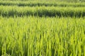 Green paddy leaves with dew drops Royalty Free Stock Photo