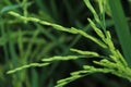 Green paddy leaves with water drops Royalty Free Stock Photo