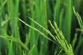 Green paddy leaves with water drops Royalty Free Stock Photo